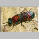 Chrysis viridula - Goldwespe 10 Tongrube-OS-Wallenhorst.jpg